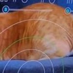NASA Beams First-Ever High Definition Cat Video From Deep Space Via Laser