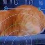 NASA Beams First-Ever High-Definition Cat Video from Deep Space