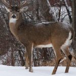 Zombie Deer Disease Spreads to New Areas as Experts Sound Alarm on Risk to Humans