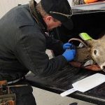Scientists Warn “Zombie Deer” Disease Spreading Through Wildlife May Infect Humans
