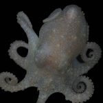 Octopus DNA Reveals Past Collapse of West Antarctic Ice Sheet, Warning of Future Sea Level Rise