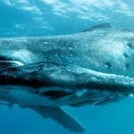 Scientists Achieve Groundbreaking Two-Way Communication with Whales