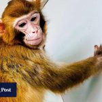 Chinese Scientists Achieve Breakthrough by Cloning First Healthy Rhesus Monkey