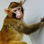 Chinese scientists announce first healthy cloned rhesus monkey that has survived over two years