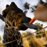Benito the Giraffe Begins 50-Hour Journey to New Home in Warmer Climate