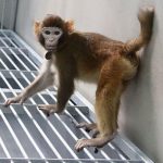 Scientists in China Successfully Clone First Healthy Rhesus Monkey, Named “Retro”